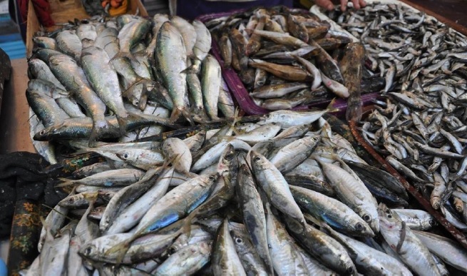 Уничтожение российскими захватчиками рыбного хозяйства Крыма