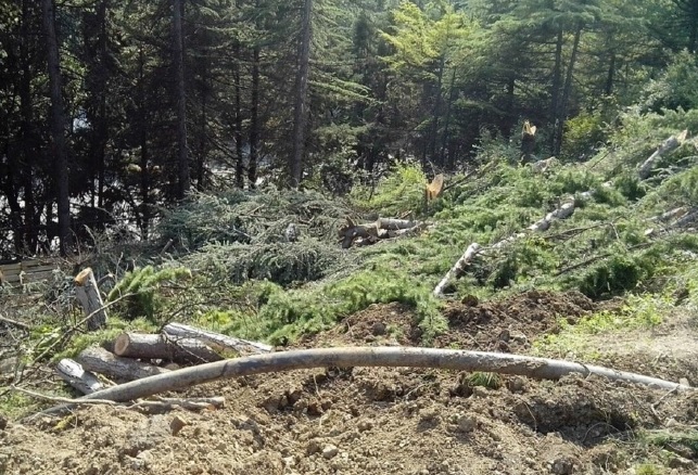 Продолжается уничтожение крымских лесов и насаждений