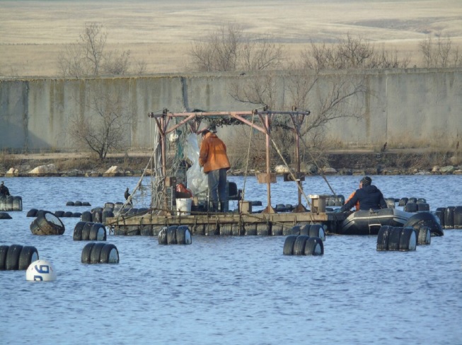 Новые вызовы для экосистем Крыма от рыбоводства агрессора