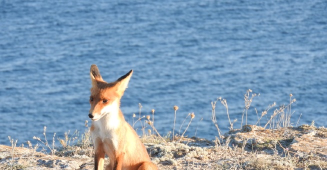 В Евпатории турист мог заразиться бешенством после укуса лисы