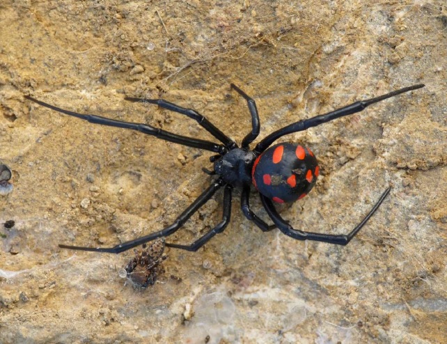 В Крыму зафиксировали рост численности опасных пауков
