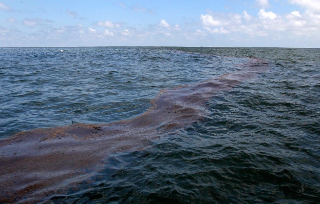Ассоциация отреагировала на экологическую катастрофу загрязнения нефтью Черного моря