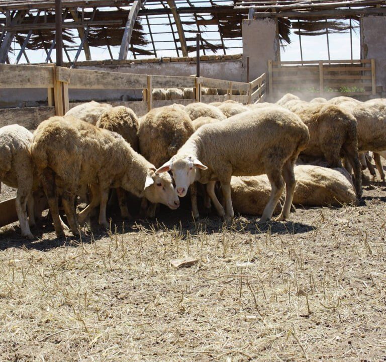 Характерные «приключения» крымских овец