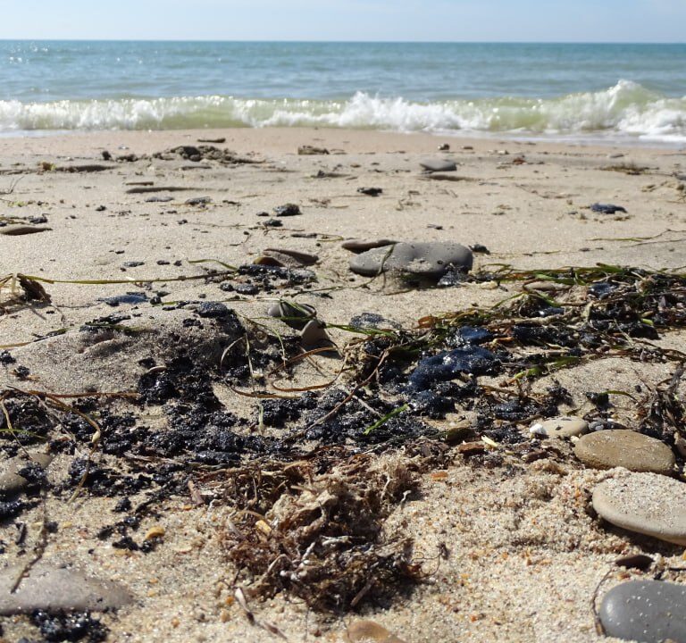 Black Sea Ecology: Aggressor Propaganda, Financial Scams, and Unsightly Reality