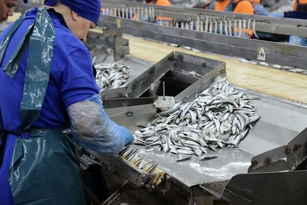 International Fishery Mafia and Next Schemes Surrounding Kerch Plant