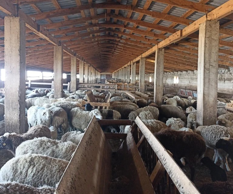 Occupiers’ Reckless “Management” Caused Collapse of Sheep Farming in Crimea